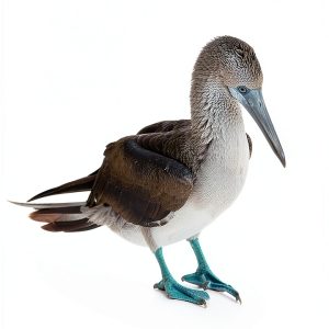 Ecuador and Galapagos Travel Guide Kindle by Swissmissontour 141 Pages-0